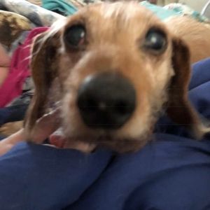 Meet your Posher, Willis